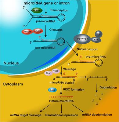 The Role of MicroRNAs in Therapeutic Resistance of Malignant Primary Brain Tumors